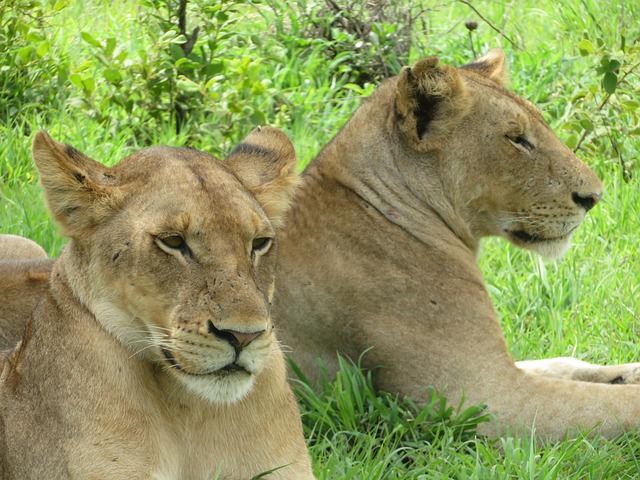 Tree-climbing lion in Mikumi